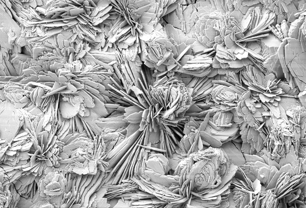 SEM-Image of an additive surface (CELLBIOTex®)